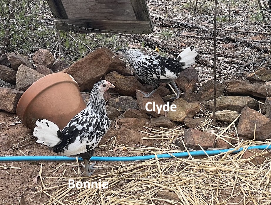 Bonnie & Clyde