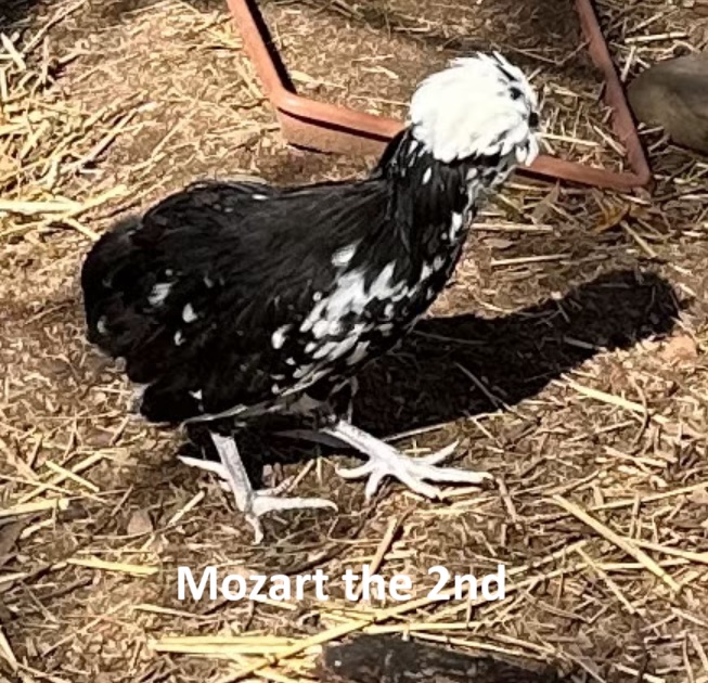 Mozart the 2nd