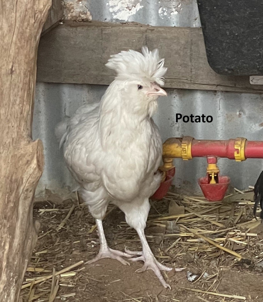 Potato